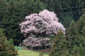 今日の桜たち - 