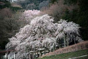 しだれ桜 - 