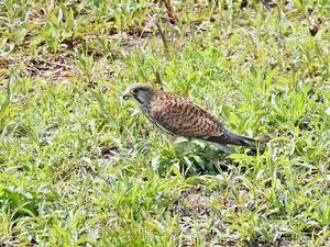 今日の鳥見 - 