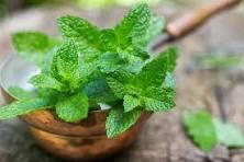 HEALTH BENEFITS OF MINT - 