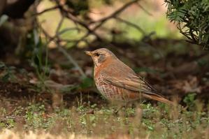 2024年3月28日（木）曇り一時雨　いつもの公園～R園～ＫＫ園～いつもの公園　Ｃ - 