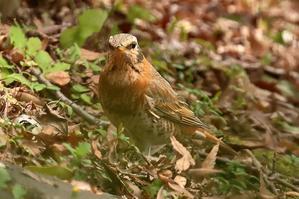 2024年3月28日（木）曇り一時雨　いつもの公園～R園～ＫＫ園～いつもの公園　Ｃ - 