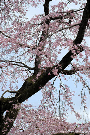 妙行寺の枝垂桜 2 - 