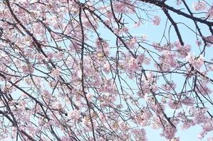 見上げる先に 足元に 春を探して　柿生 浄慶寺 - 風と花を紡いで