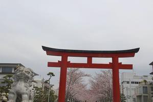 鎌倉の桜　段葛 - 暮らしを紡ぐ2