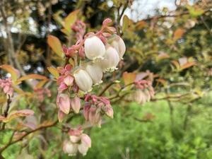 春の庭～ベル型の花 - アオモジノキモチ