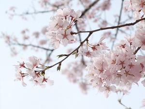 今年の桜 - 