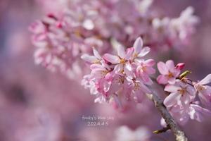 SAKURA*2024　その3（満開の枝垂れ桜の下で） - FUNKY'S BLUE SKY