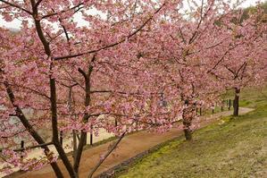 かわず桜（県立植物園） - 