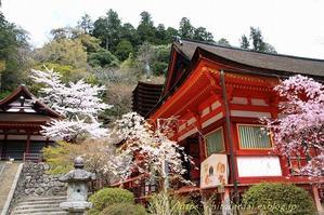 父との思い出の桜　2018　談山神社 - 暮らしを紡ぐ2