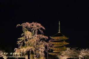 父との思い出の桜　2016 京都　東寺ライトアップ - 暮らしを紡ぐ2