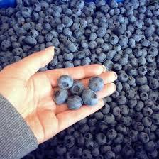 Blueberry Pickers 2024 - Gingin Jobs in Australia - 