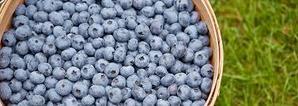 Blueberry Pickers 2024 - Gingin Jobs in Australia - 
