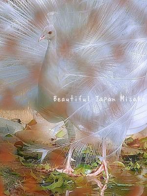 今日、純白の孔雀に出逢いましたっ✨✨✨;･ﾟ☆､･：`☆･･ﾟ･ﾟ☆ - Beautiful Japan 絵空事