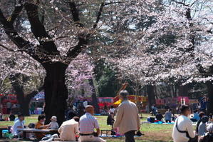 さいたま市　大宮公園の桜2 - 