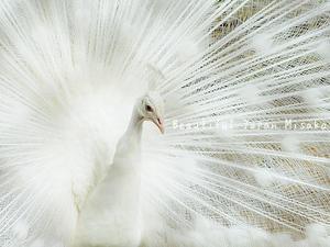白孔雀 一目逢ったその日から・・・;･ﾟ☆､･：`☆･･ﾟ･ﾟ☆ - 