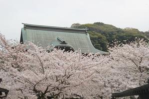 鎌倉建長寺の桜 - 暮らしを紡ぐ2