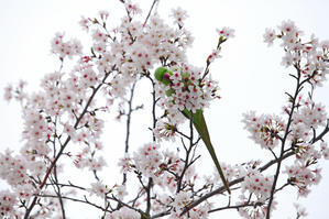 桜を落とすワカケホンセイインコ - 写真の記憶