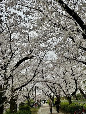 桜とおばんさい - アースキーパー・ネットワーク