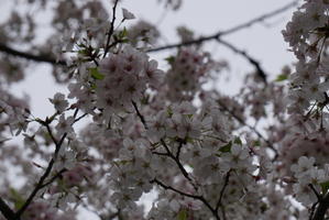 最後の桜 - 蒼穹