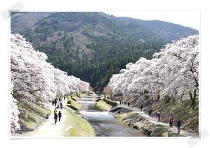 桜散歩 ～鮎河の千本桜～ - 