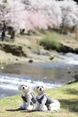 桜散歩 ～鮎河の千本桜～ - 