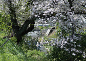 川越の桜 - mst