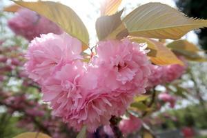 八重桜のハート ペルージャに隠れて咲く忍びの桜 - イタリア写真草子