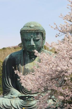 鎌倉長谷大仏の桜 - 暮らしを紡ぐ2