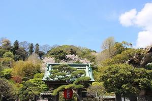 鎌倉　長谷寺の桜 - 暮らしを紡ぐ2