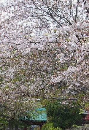 鎌倉　光則寺の桜 - 