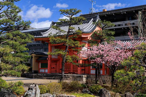 2024桜咲く京都　三十三間堂の河津桜と春の花たち - 