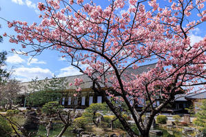 2024桜咲く京都　三十三間堂の河津桜と春の花たち - 