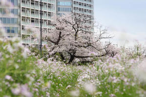 桜とハマダイコン - 写真の記憶