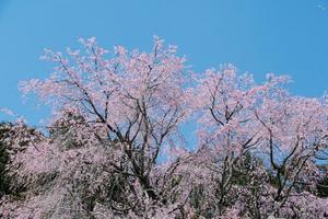 日枝神社のしだれ桜 - 