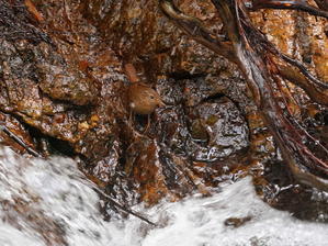 渓流で餌探しするミソサザイ - シエロの野鳥観察記録