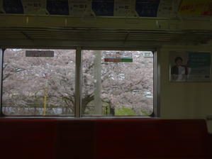 福岡県糸島市の桜 - のび丸亭の「奥様ごはんですよ」日本ワインと日々の料理
