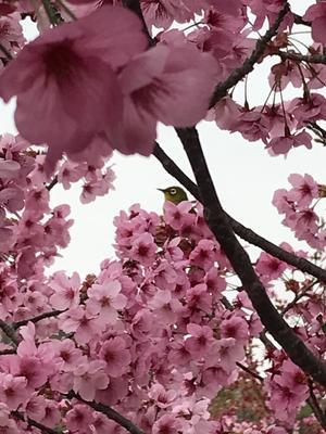 陽光桜 - 猪こっと猛進