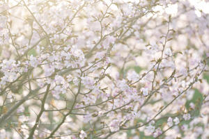 飯山市　道の駅花の駅千曲川近くの桜も開花 - 野沢温泉とその周辺いろいろ２