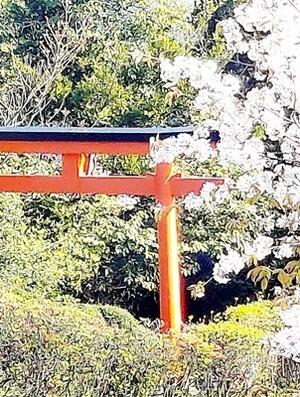 明神山の桜はまだ綺麗でした - キルトエトーフ　パッチワーク教室～奈良・神戸～