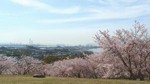 倉敷　桜で朝ごはんを花見してきた - のうきんとと