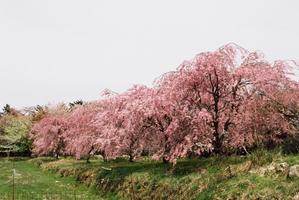 嵯峨子城跡の桜 - のんびりカメラ