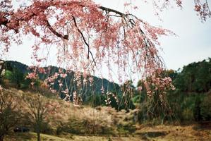 嵯峨子城跡の桜2 - のんびりカメラ
