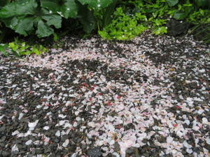 桜が散り・・・ツツジが咲いた - 商家の風ブログ