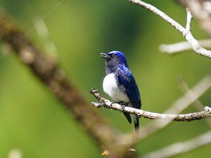 美しい声で歌い続ける！入りたてのオオルリ♂ - シエロの野鳥観察記録
