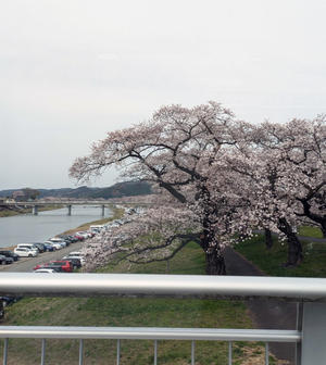 大河原一目千本桜、船岡の桜並木、かはくオリジナル図鑑 - 標高480mの窓からⅡ