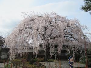 京都資料・京都の風に吹かれて　　プロフィール - 