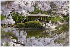 亀城公園の桜　その2 - 