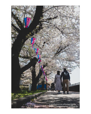 桜眠る - ♉ mototaurus photography