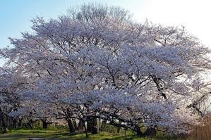 桜（鳥屋野潟女池） - 